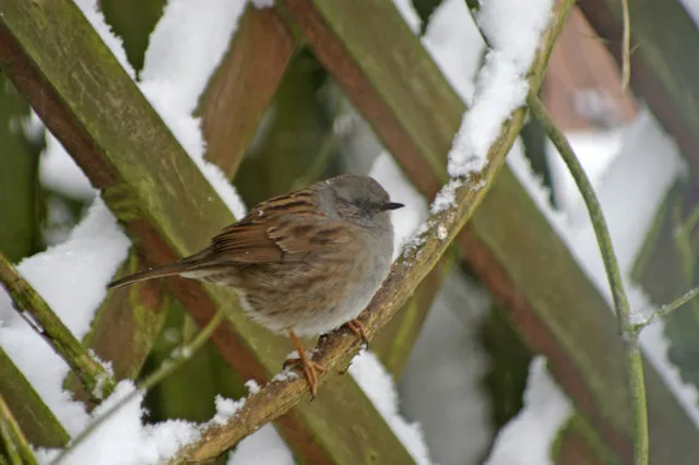 Un acentor común (Prunella modularis)