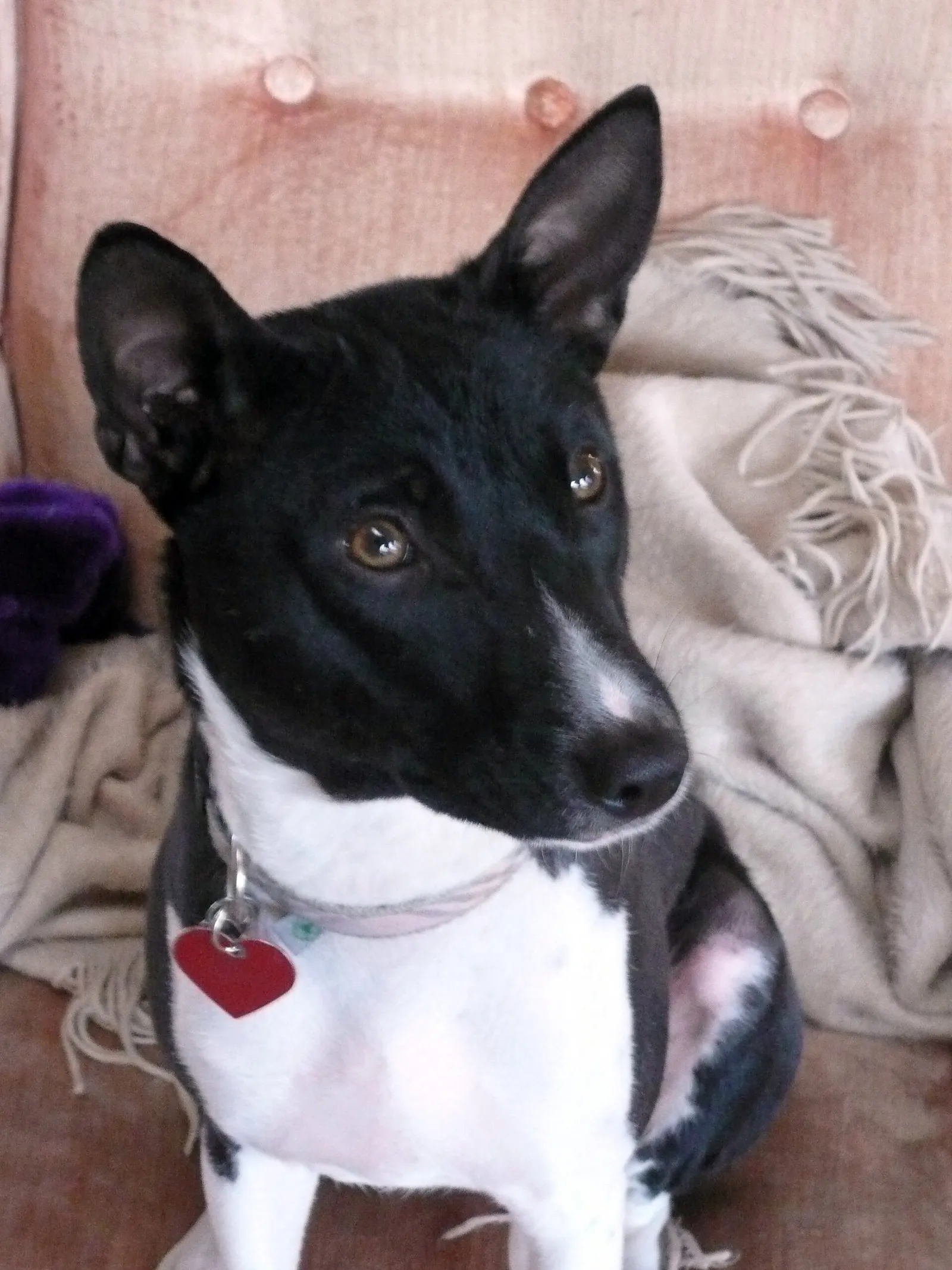 Un ejemplar de la raza basenji, como Farah