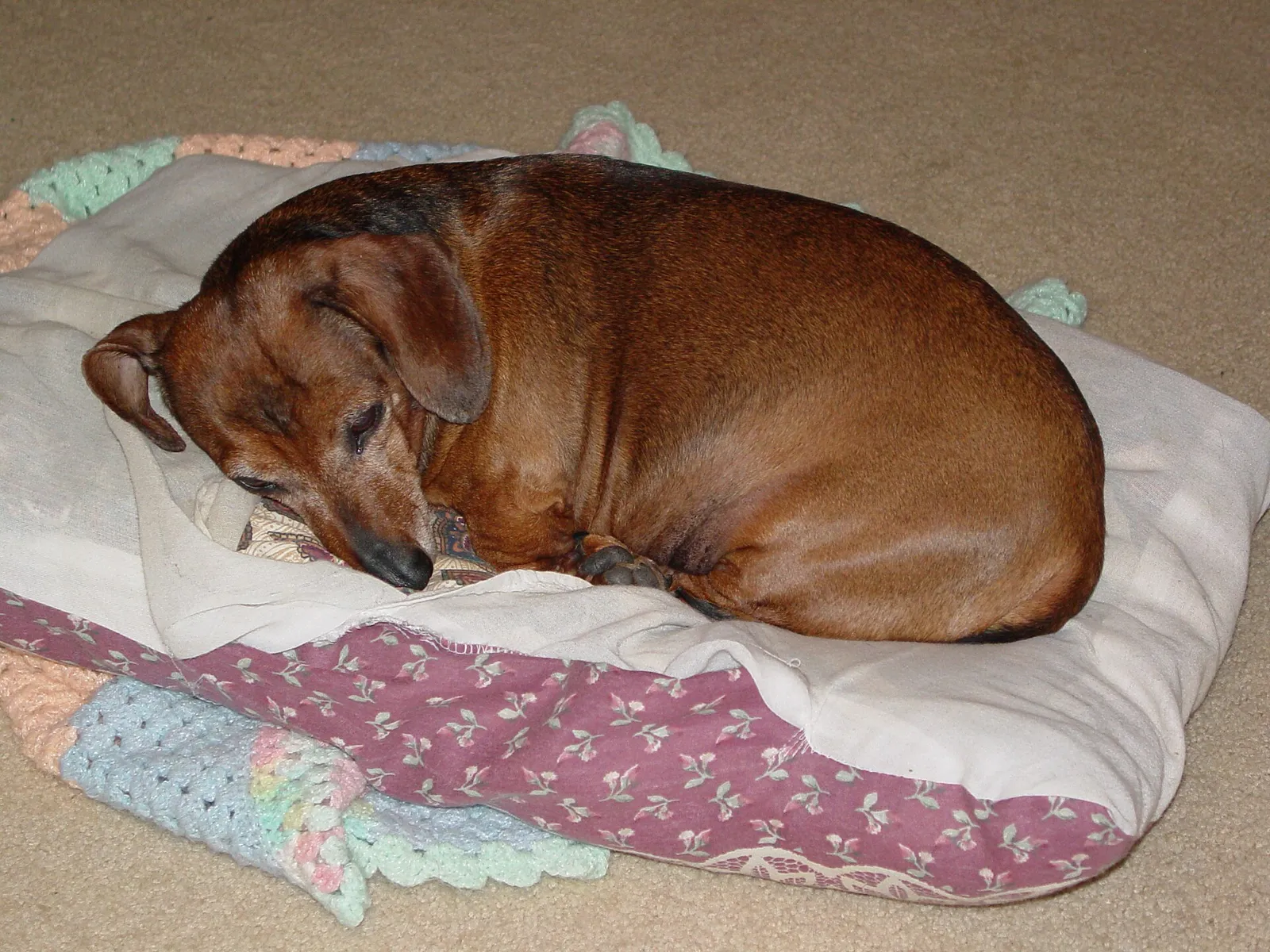 Un perro tumbado sobre una cama (imagen de archivo)