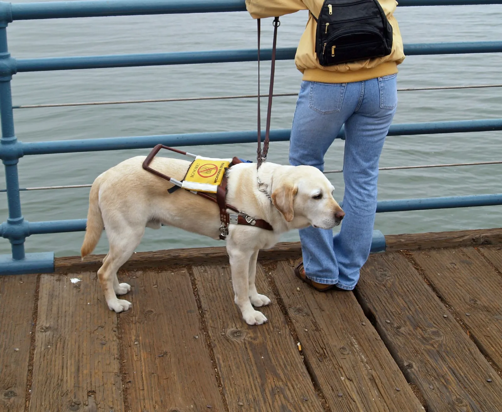 Un labrador adiestrado como perro de asistencia