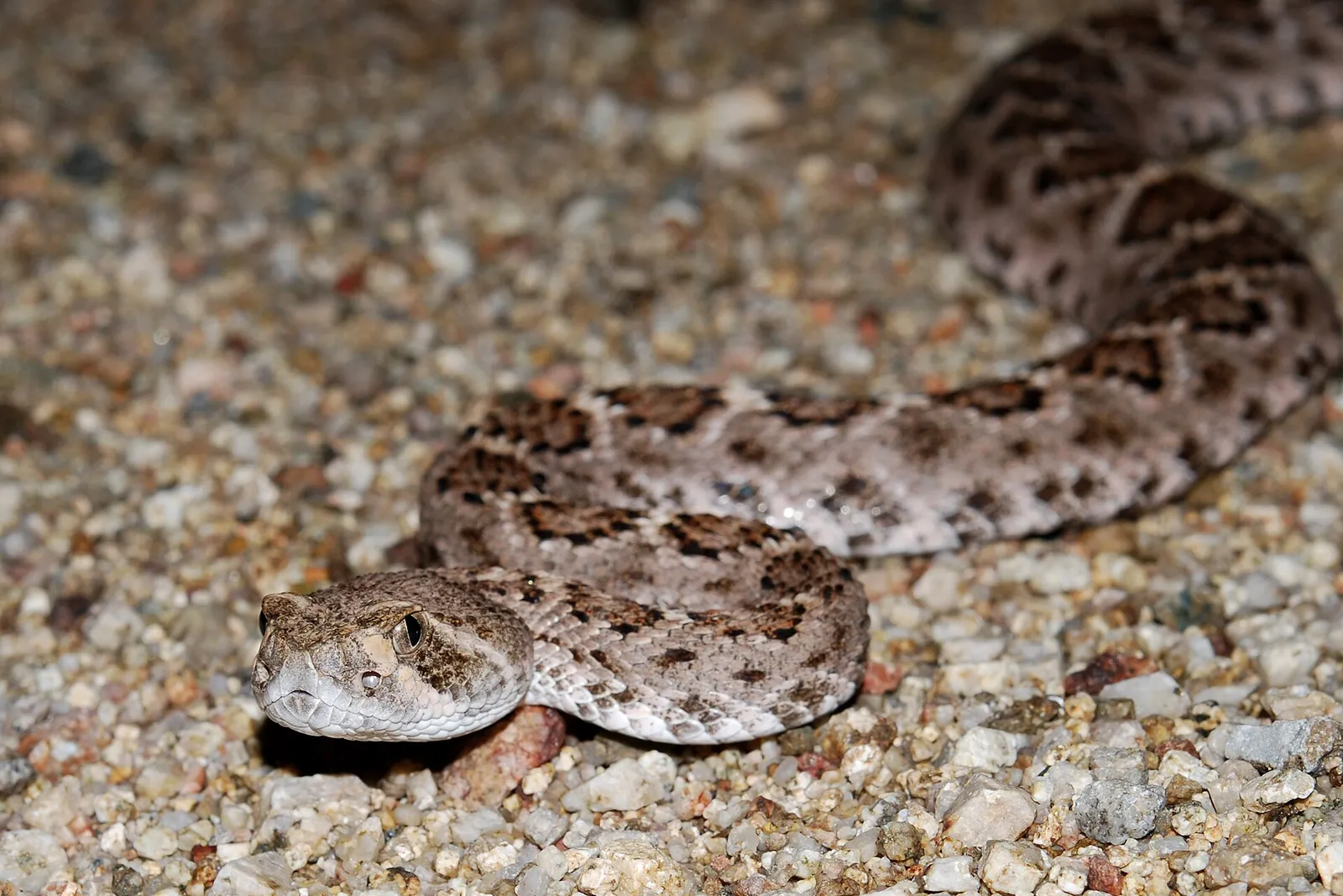 Una serpiente de cascabel diamante occidental (Crotalus atrox)