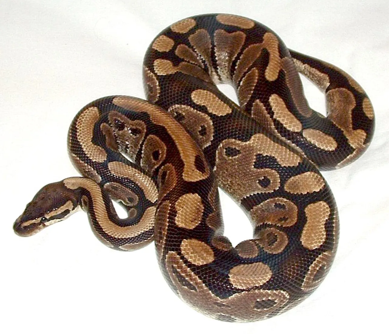 Un ejemplar de pitón bola (Python regius)